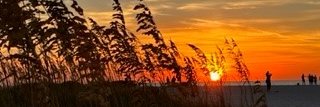 Michelle Vose 🐞🦋 banner