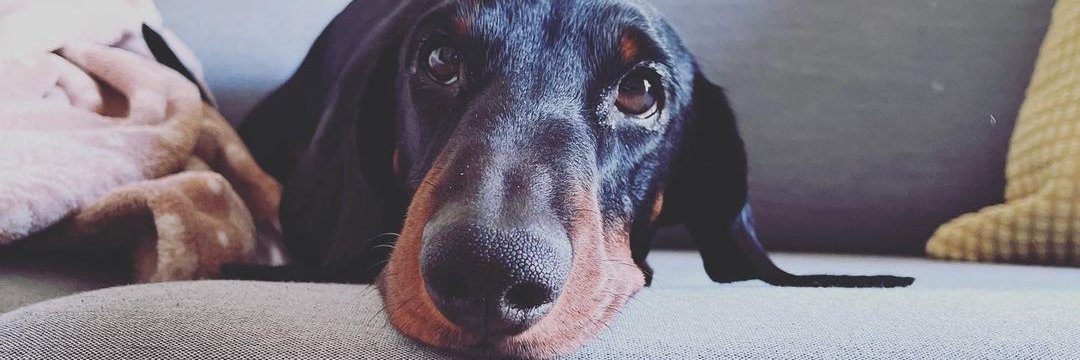 Daniel Borrego Escot 🐏 banner