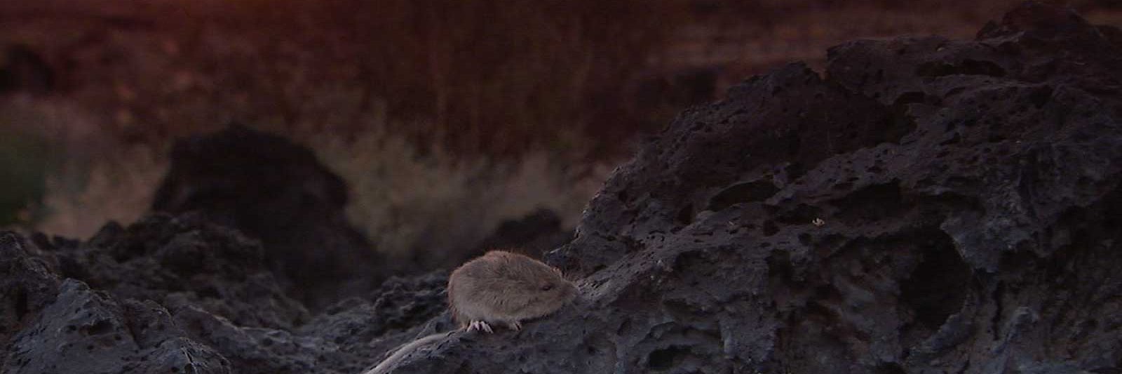 BioInteractive ES banner