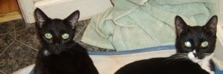 ScamperFreely's profile banner image