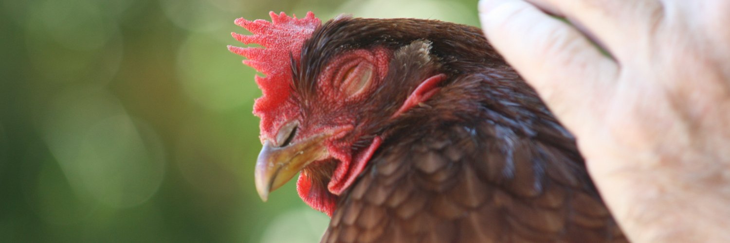 RunningChook's profile banner image