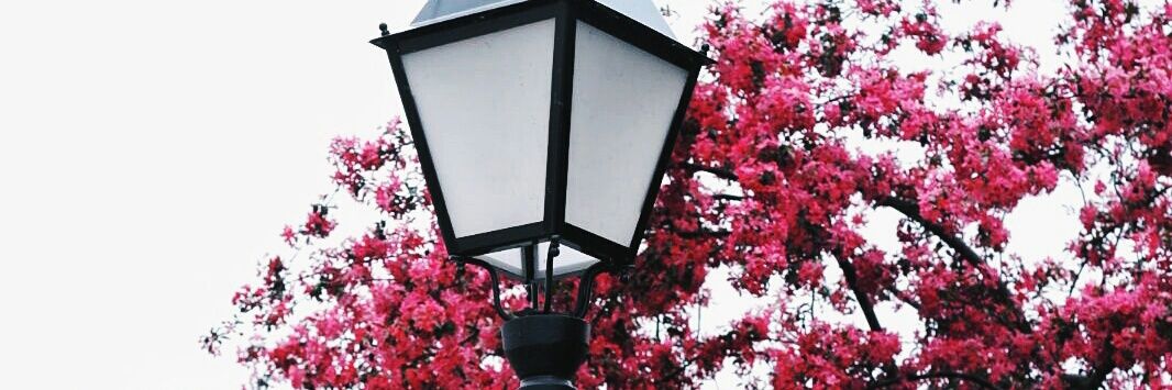 irina 🌸 banner