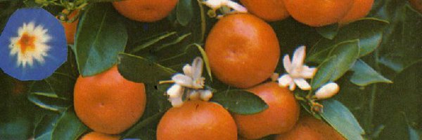 tomstello_ Profile Banner