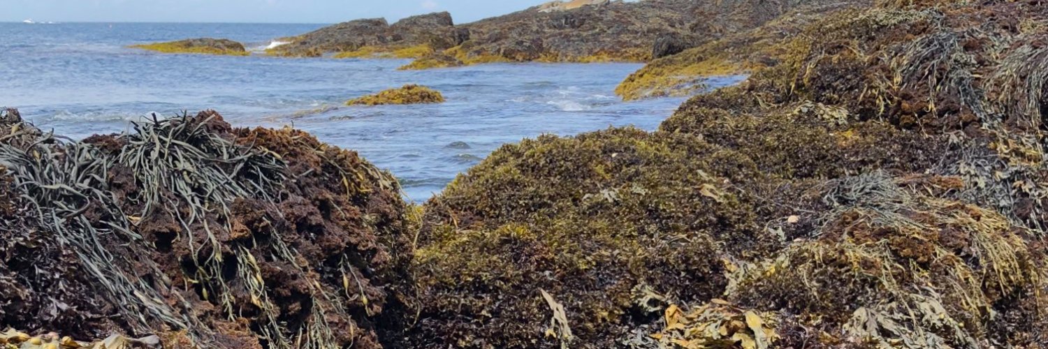 Amy E. Fowler banner