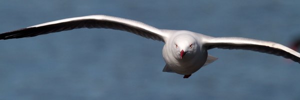 callaghanct Profile Banner