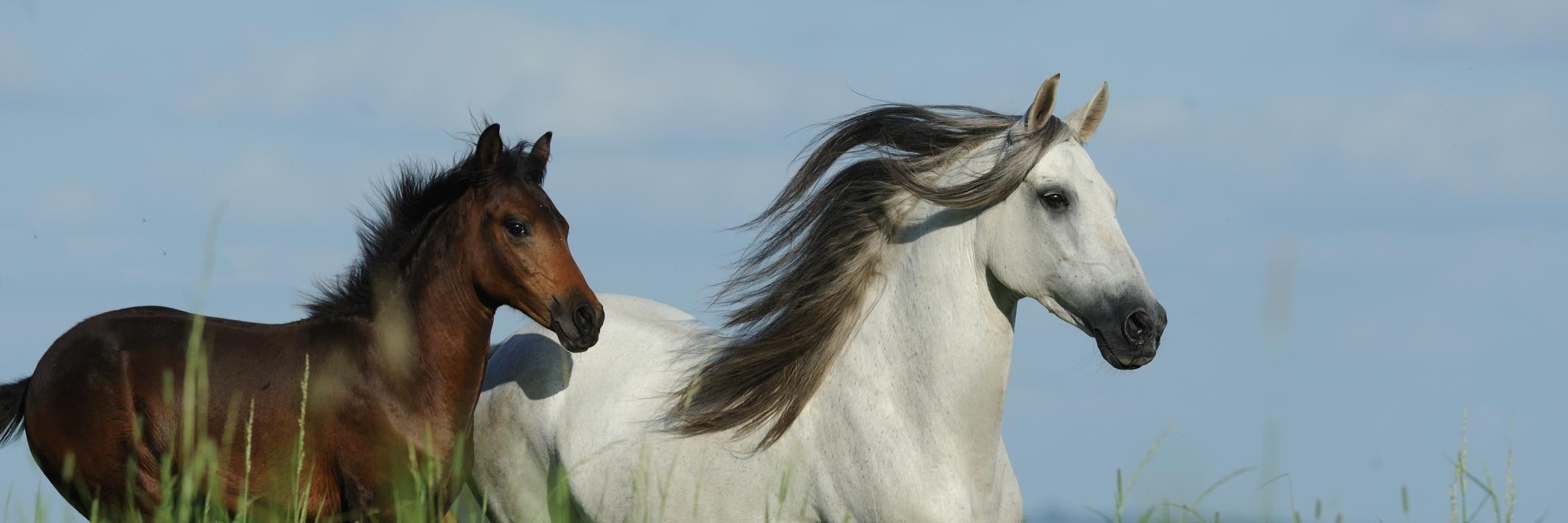 Ricardo Arango banner