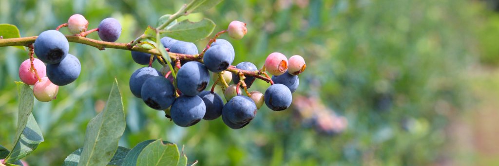 Visit Gainesville, Alachua FL banner