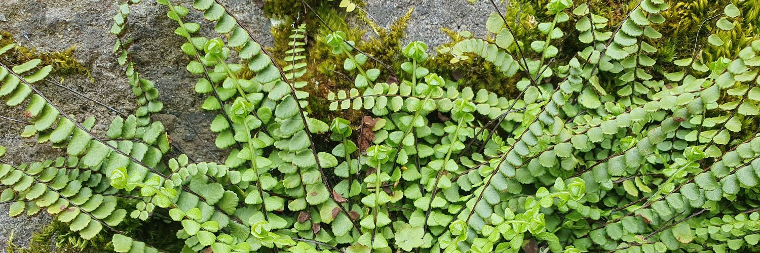 Barbora 🇺🇦 banner