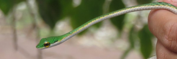 WouldAlice Profile Banner