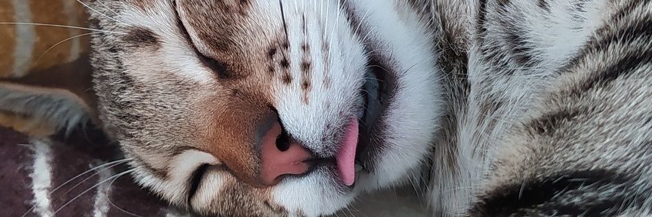 BLeda / Lanetleme Bakanı banner