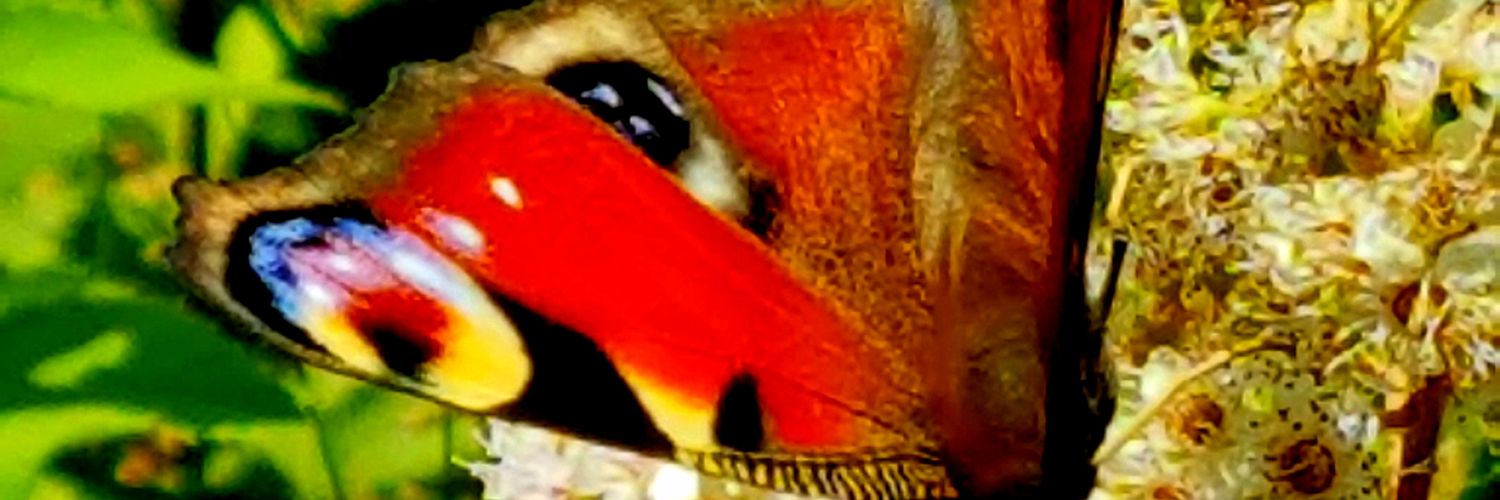 KimBrand10's profile banner image
