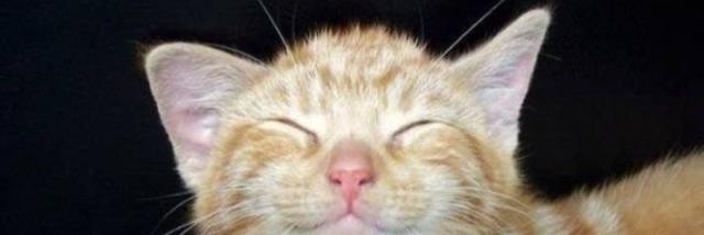 Lizzielipss's profile banner image