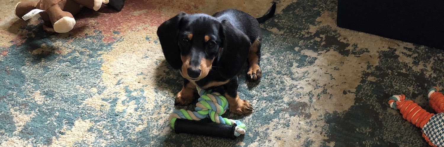 Elaine Almarode banner