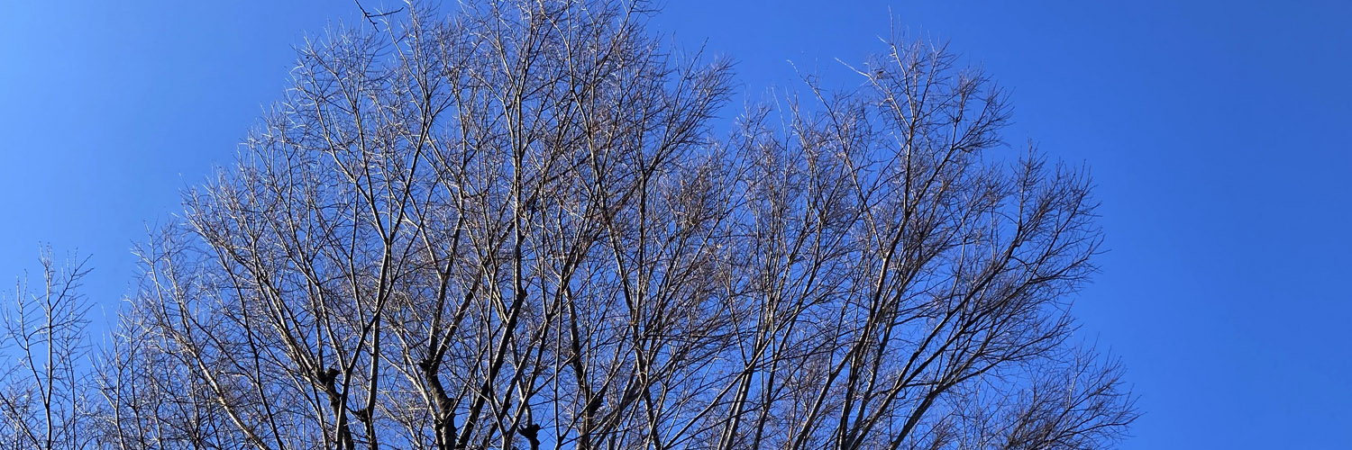 かえるの奏者 banner