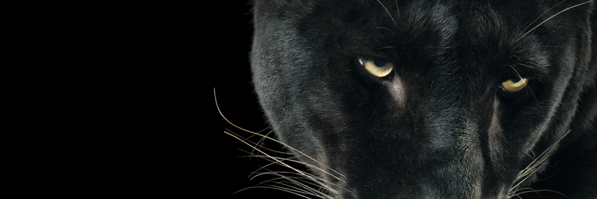 Alexandra Proddow banner