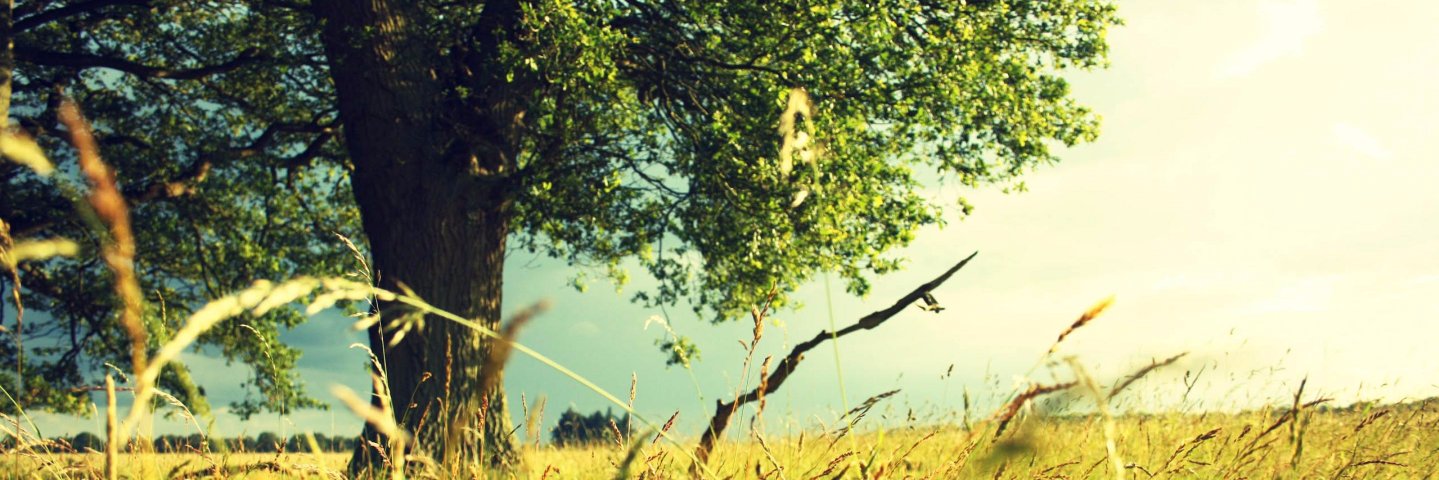 solodovnikovsa's profile banner image