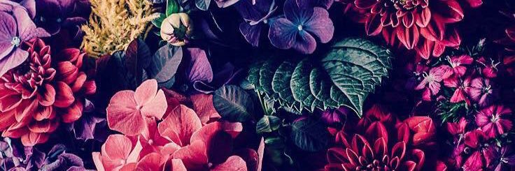 shahe3's profile banner image