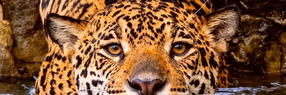 _aanale's profile banner image
