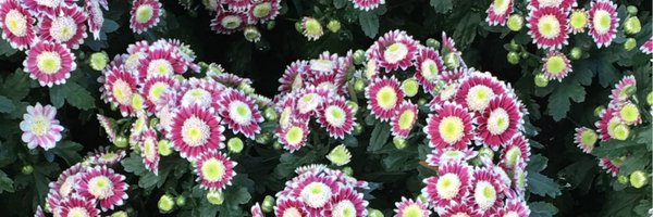 LingQin6 Profile Banner