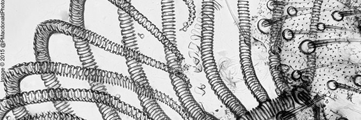 Edinburgh Entomology banner