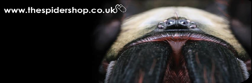 TheSpiderShop banner