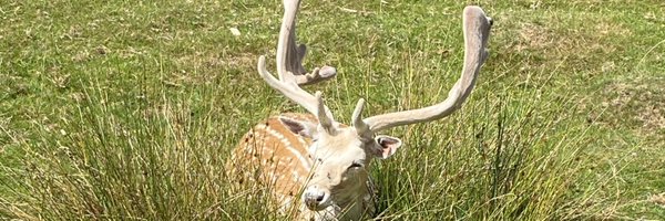 dgoconnell Profile Banner