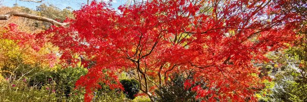 sa3p3nd Profile Banner