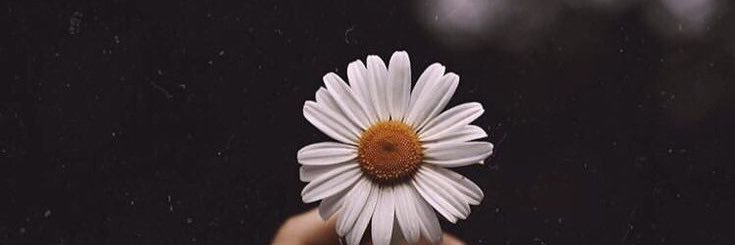 MonicaYoalyL's profile banner image