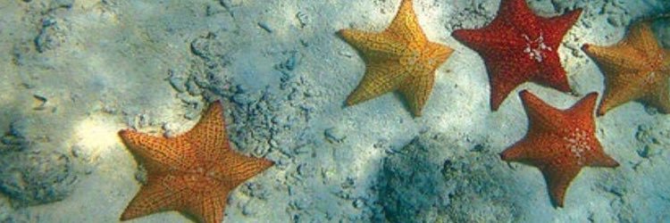 จู้ลี่เบ้บ‎ ᯓ banner