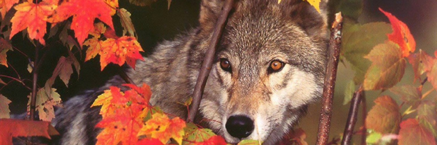 ROSEGAR91101411's profile banner image