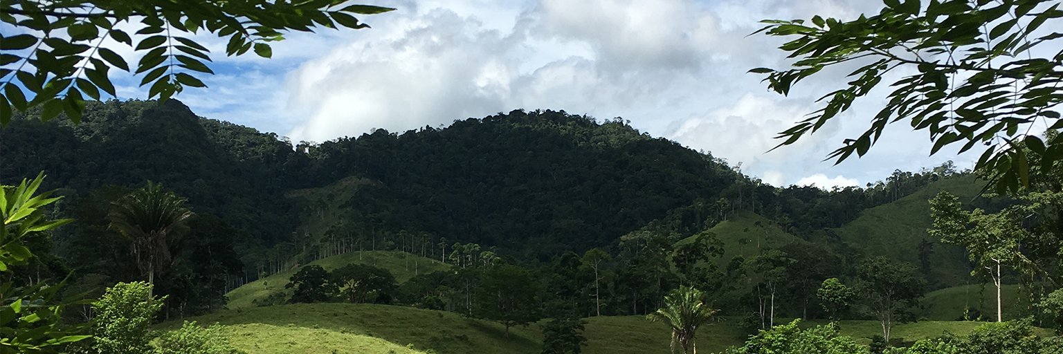IforD-FCCF (Forestry & Climate Change Fund) banner