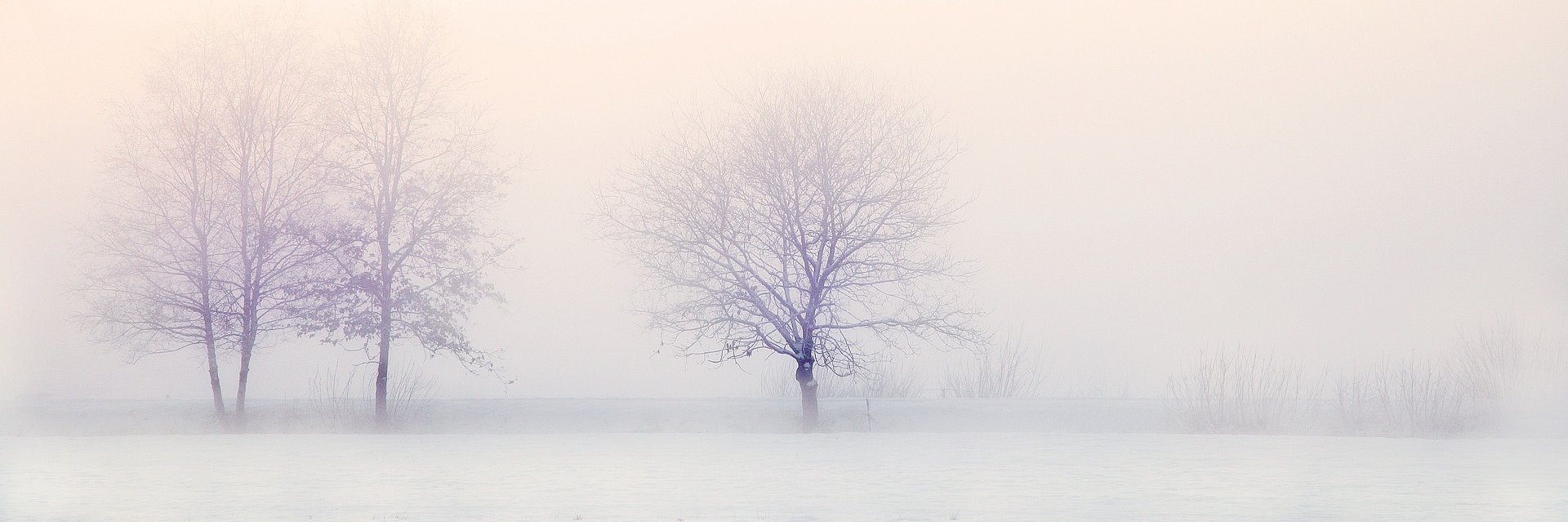 🌺Poppy🌺 banner