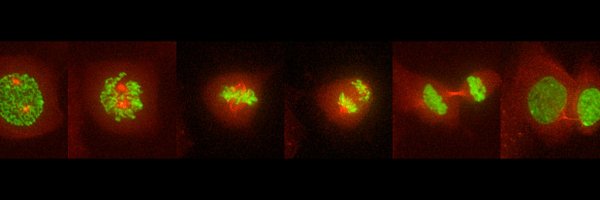 Foijer_lab Profile Banner