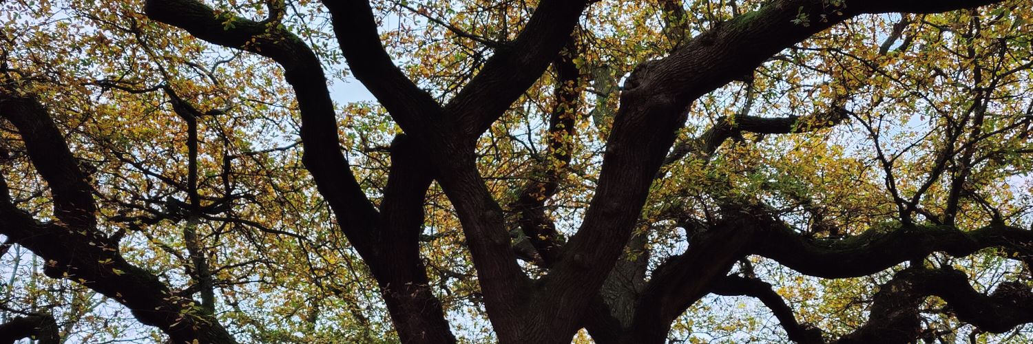 ClareWhitmore's profile banner image