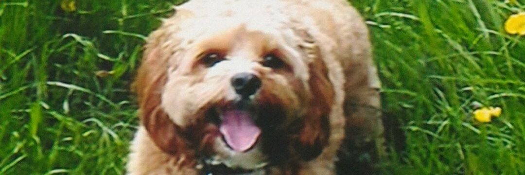 BenjithePATdog's profile banner image