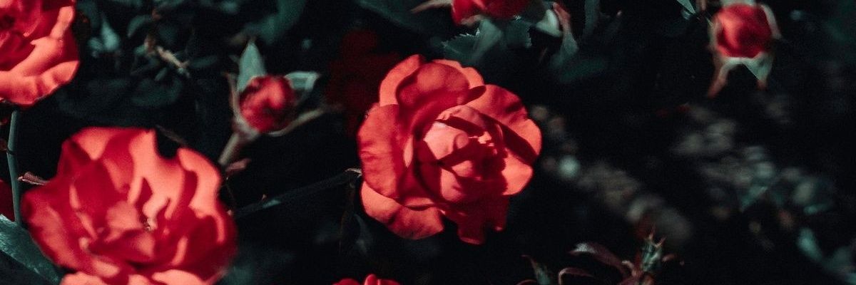 ใบไม้🍁~ft.เมียตามอีเหี้ย banner