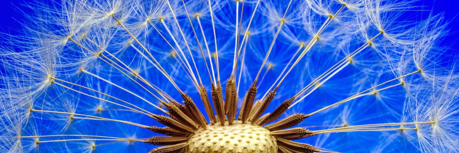 MindfulMsSteer's profile banner image