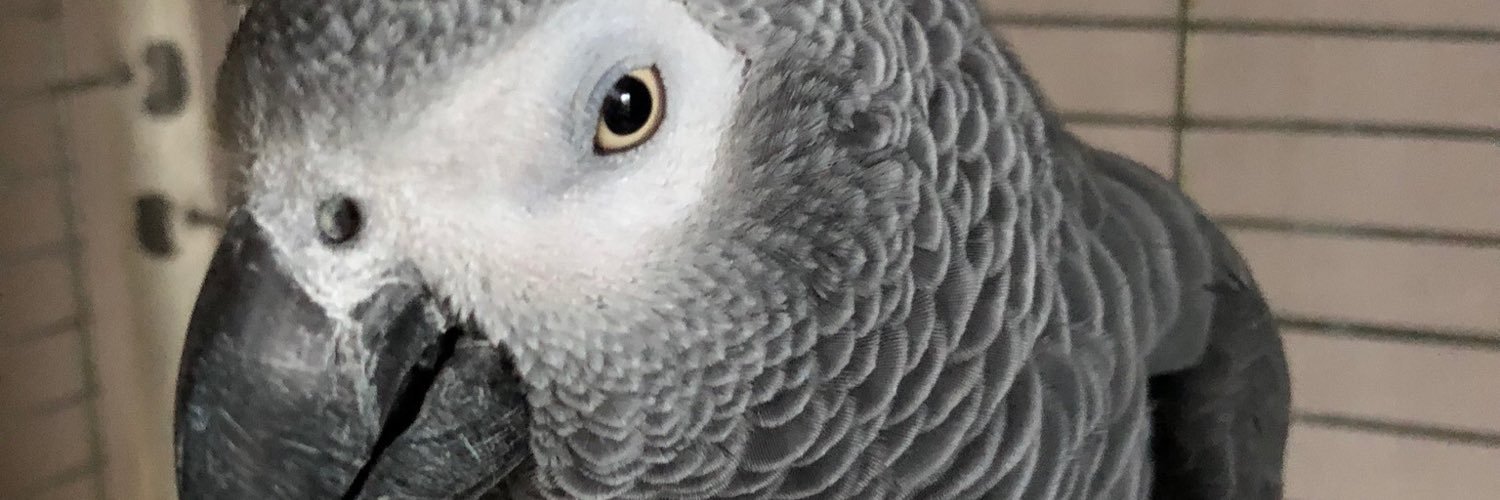 Saint Stanley Parrot OBE CPP 🦜 banner