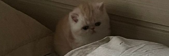 sunblessed33's profile banner image