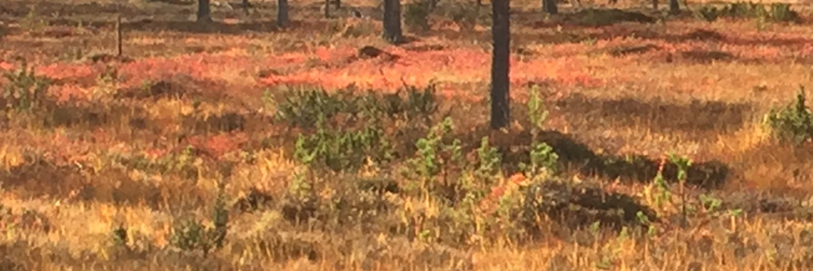 John Haugegaard banner