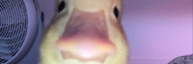 faisalsptr3's profile banner image
