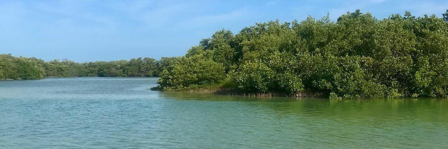 Dr Hannah Cocker banner