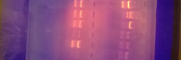 christinebowlus Profile Banner