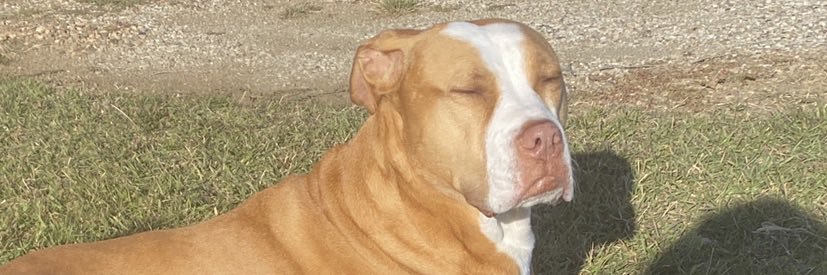 mandileelee's profile banner image