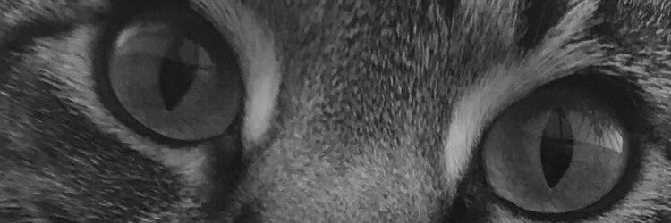LisaChipman's profile banner image