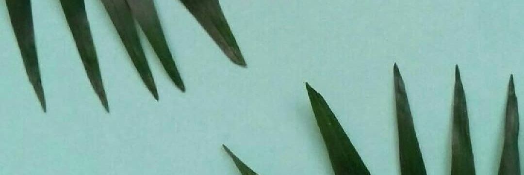 MariaJoseeGN's profile banner image