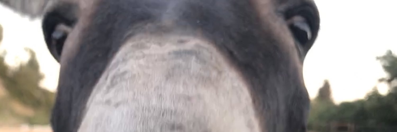 Lufengosaurus's profile banner image
