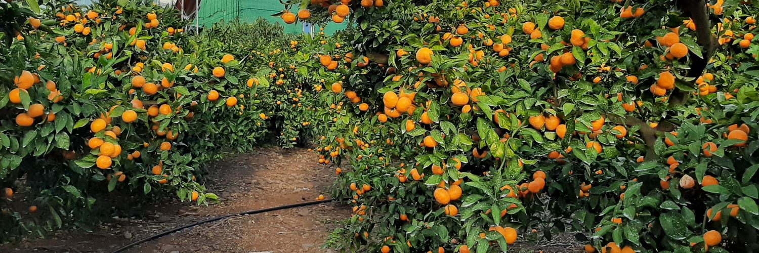 ¹³온주귤🍊 banner