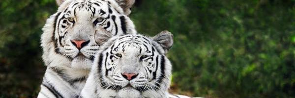 nanda_pode's profile banner image