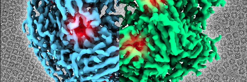 Stephen Muench banner